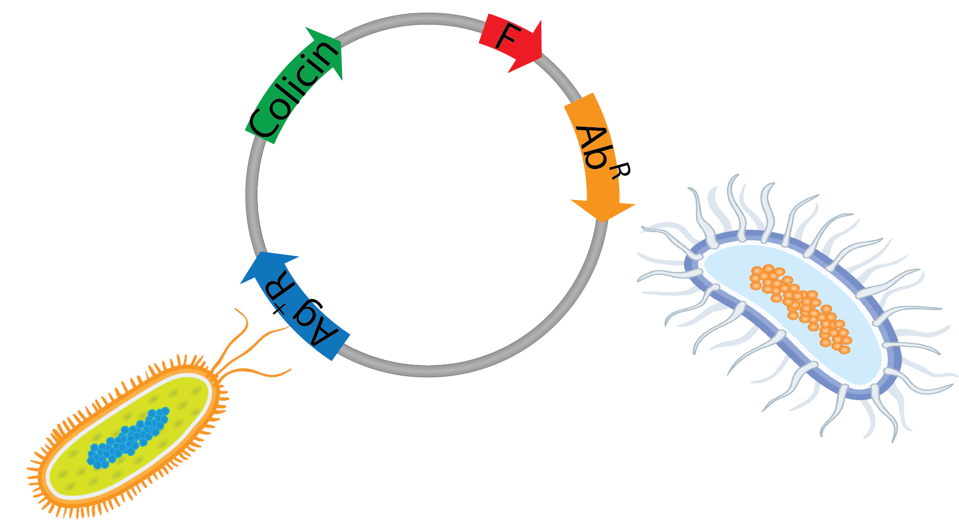 Plasmids 101: Environmental Plasmids